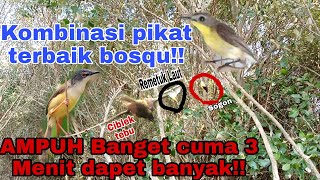 Download lagu AMPUH |Suara Pikat Burung Ciblek Tebu Ribut kombinasi Remetuk Laut||Anti Zonk @ObonKuy mp3 Download lagu AMPUH |Suara Pikat Burung Ciblek Tebu Ribut kombinasi Remetuk Laut||Anti Zonk @ObonKuy mp3