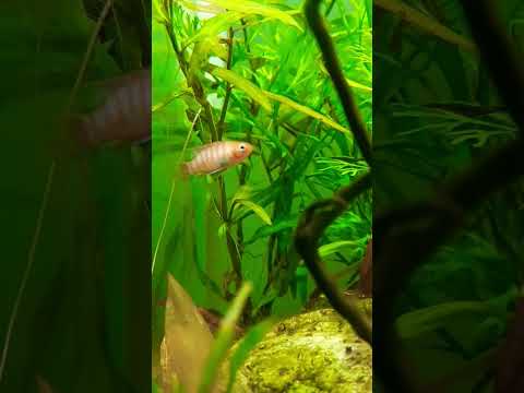 Meet the Scarlet Badis: Tiny fish, big personality! #shorts #youtubeshorts #viral #trending