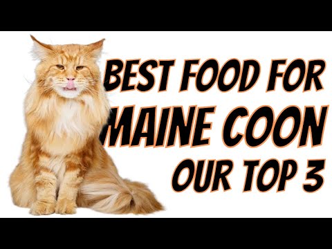 Our Top 3 Best Food for Maine Coon Cats | Honest reviews