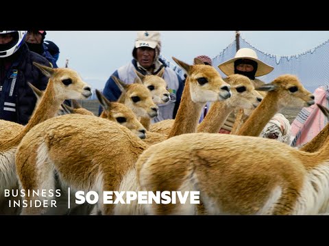 Why Vicuña Wool Is So Expensive | So Expensive