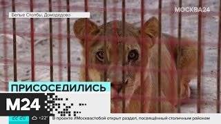 Жители Домодедова пожаловались на цирк под окнами жилых домов - Москва 24