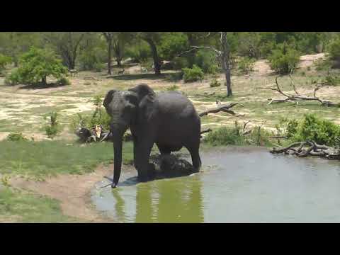 Djuma: Lone Elephant bull enjoys a drink of water and cool off- 11:42 - 12/27/18