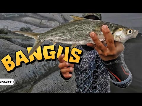 P1-Bangus Catch and Cook - EP1024