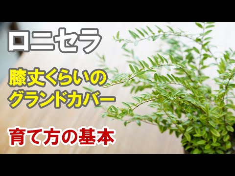 地被植物ムクデニア・ロッシ「カラスバ」の多年草 - 育て方のコツ  庭園