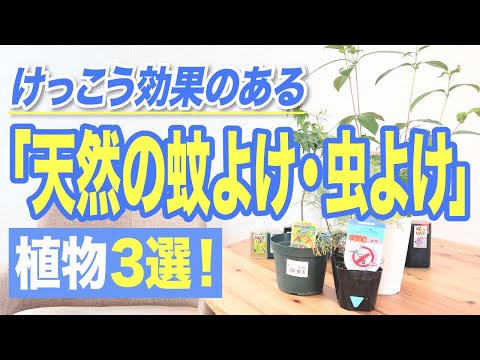 蚊や蛾を防ぐラベンダー 植物
