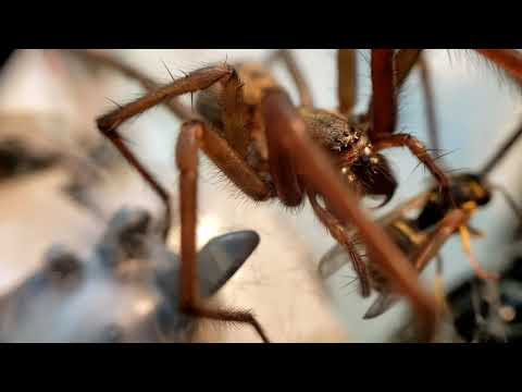 GIANT HOUSE SPIDER ATTACKS!