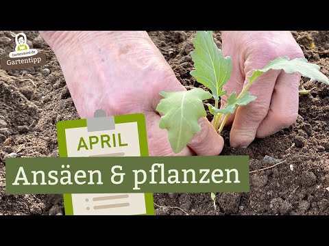 , title : 'Dieses Gemüse kannst du im April ansäen & pflanzen'