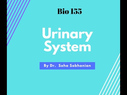 Urinary System Part 2 (Biology 155)