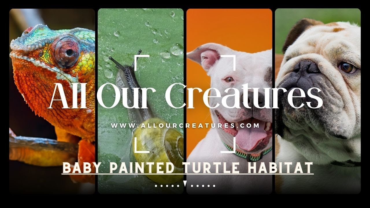 Baby Painted Turtle Habitat How To Set Up Your Tank