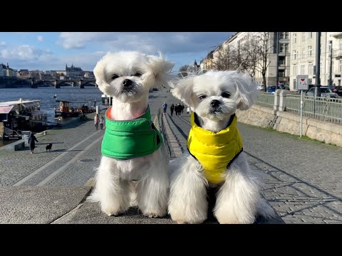 9 THINGS TO KNOW BEFORE GETTING A MALTESE DOG 🐩