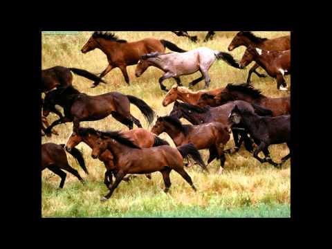 Willie Nelson & The Nelson Family - Wild Horses