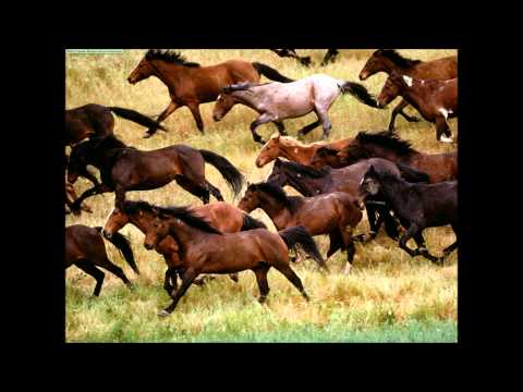 Willie Nelson & The Nelson Family  -  Wild Horses