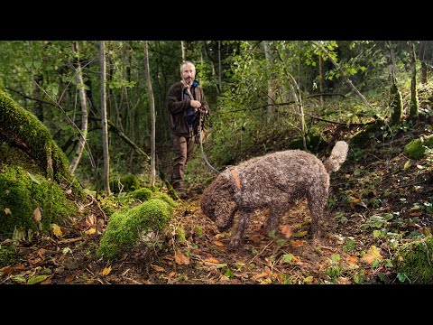 VOLG - Trüffelhund Grandson VD (DE)