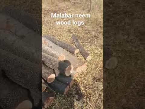 White Round Melia Dubia Wood And Logs