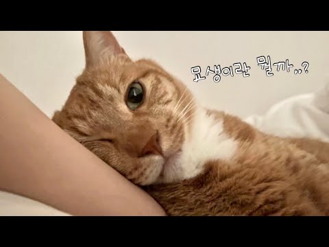 어쩌다 집냥이로 살게 된 고양이