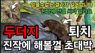 두더지퇴치 ! 한방에 쓸어 버립니다 믿을수없는 결과가 일어났습니다! #두더지퇴치 #두더지올킬 #두더지약 #두…