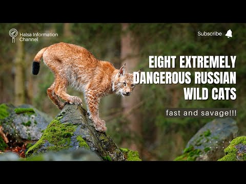 EIGHT EXTREMELY DANGEROUS RUSSIAN WILD CATS