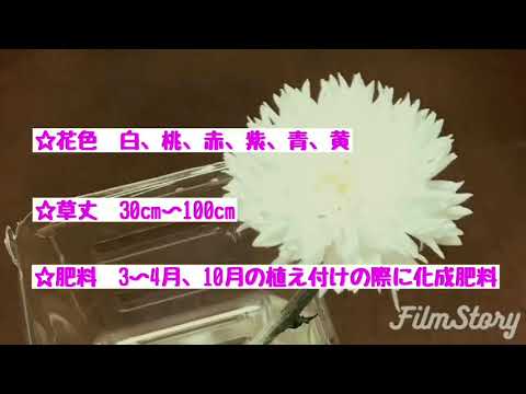 ヤグルマソウ 植物