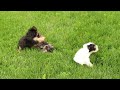 Yorkiepoo dogs for sale: Becca - Video 1