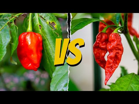 Ghost Pepper vs. Carolina Reaper Who Reigns Supreme?