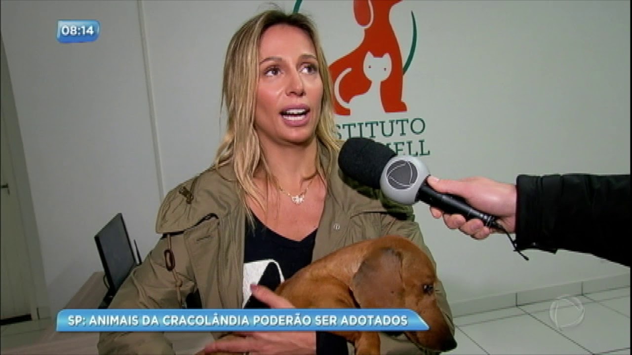 Animais da Cracolândia aguardam adoção em ONG na Grande São Paulo