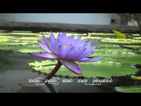 Nanda malini & Narada Disasekera ....Sande gange kibulan(සැන්දෑ ගඟේ කිඹුලන් කිමිදෙනවාලු)