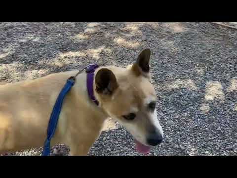 BURRITO, an adoptable American Staffordshire Terrier & Corgi Mix in Pasadena, CA_image-1