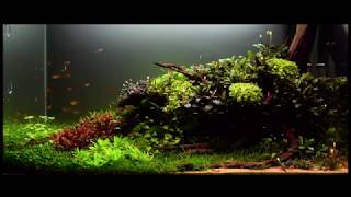 Return of the Living roots timelapse