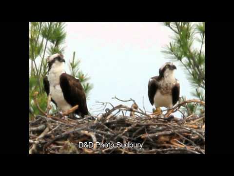 male and female osprey in the nest with there active chicks