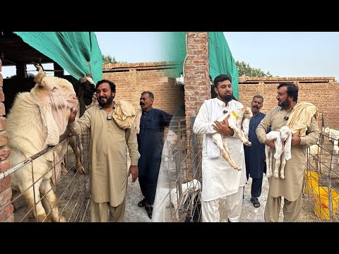 Sindhi breed of goat successful in Punjab | Sarwar Goat farm Sahiwal