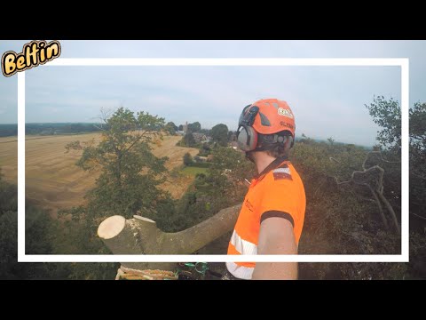 Lime tree services video.
