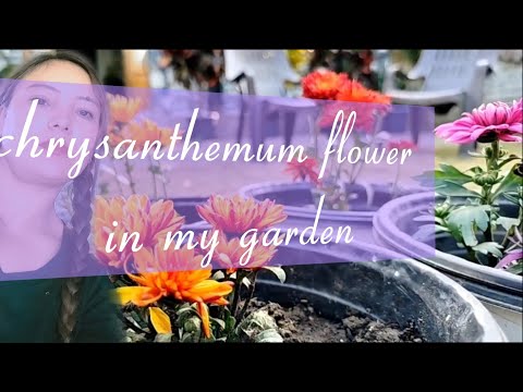 Beautiful chrysanthemum flowers blooming in my garden 