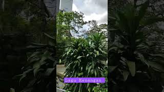 Download lagu Lagu Kenangan,apa judulnya... ? mp3 Download lagu Lagu Kenangan,apa judulnya... ? mp3
