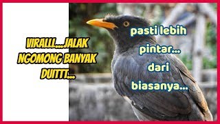 Download lagu Masteran Cara Cepat Latih Jalak Penyu, Kebo, Hitam Lebih Pintar Dari Biasanya mp3
