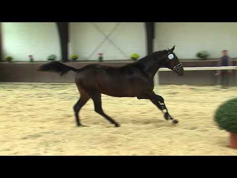 071 013 Stolzenberg Calypso ll