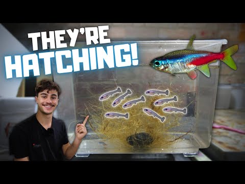 THEY'RE HATCHING! Breeding Neon Tetras! Day in the Fish Room #36