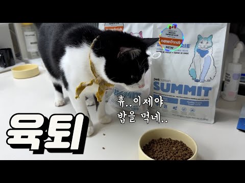 힘든 육아를 끝내서야 밥을 먹는 착한 형아 고양이