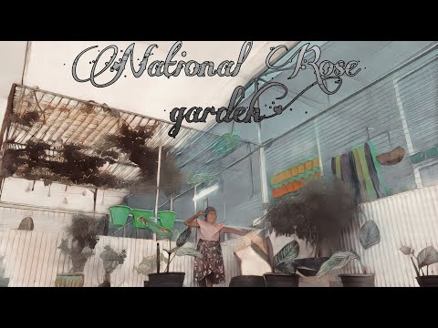 the national rose grade