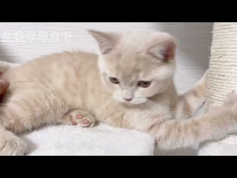 ブリティッシュショートヘア – 島から来た居心地の良い美しさ