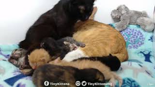The Chlomance continues - TinyKittens.com