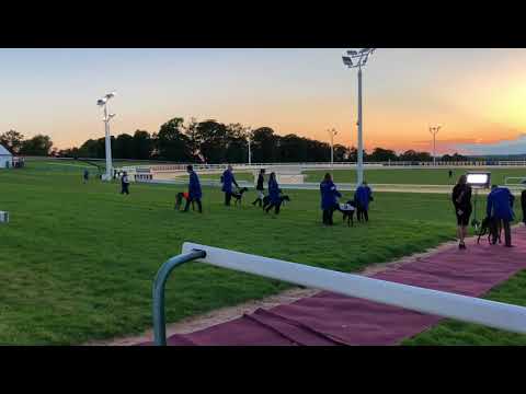 Star Sports Greyhound Derby: FINAL NIGHT