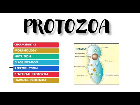 PROTOZOA || FULL DETAIL || ONE SHOT VIDEO || CBSE || NCERT || NEET