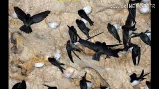 Download lagu SP Raja Anakkan Walet, Sedot walet yang terbang diluar Gedung walet.. mp3