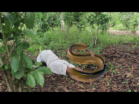 Nagwano Part 1 - New Ugandan Movie   #Vj Emmy #vjjingo #vjs #vjsunnyarmy