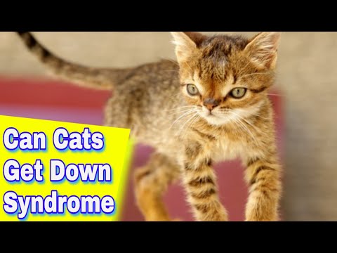Can Cats Get Down Syndrome