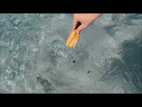 Fish feeding Ibiza, Portinatx