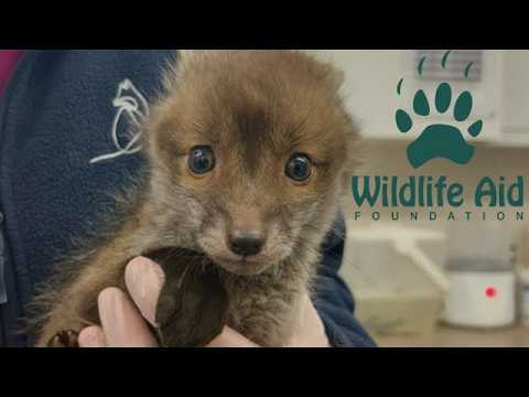 Fox Cub Cam: Wildlife Observation & Monitoring Guide