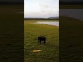 A Single Elephant Shorts Nature Elephant Animals Environment Naturelovers Forest Elephant