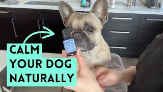 Essential Oils for Dog Anxiety? Testing Calm-a-Mile on My Frenchie