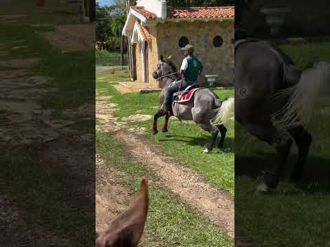 SUCRE hijo de Playing Whita Gun , Hermano del Campeón Bolivar #toroscoleados #caballos #tucoleocomve
